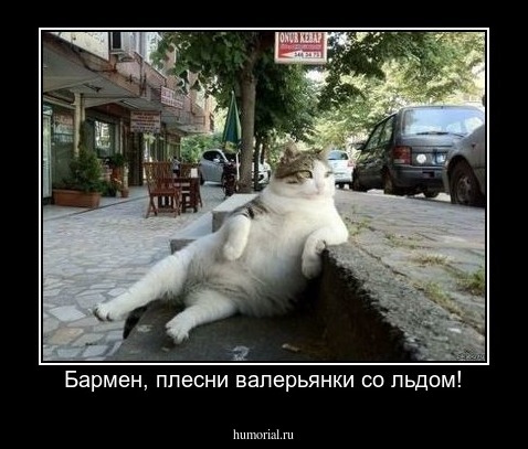 Бармен, плесни валерьянки со льдом!