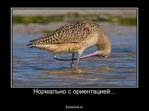 Нормально с ориентацией...