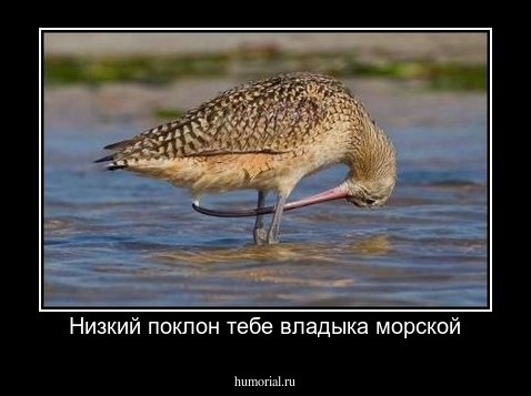 Низкий поклон тебе владыка морской