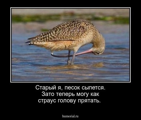 Старый я,  песок  сыпется.  Зато теперь могу как страус голову прятать.