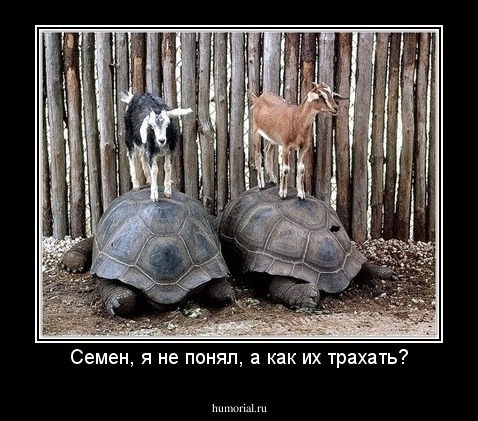 Семен, я не понял, а как их трахать?
