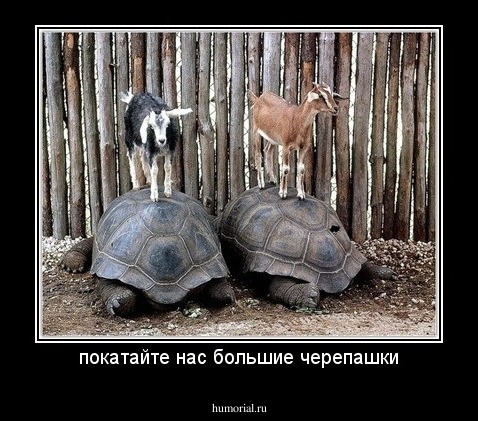 покатайте нас большие черепашки