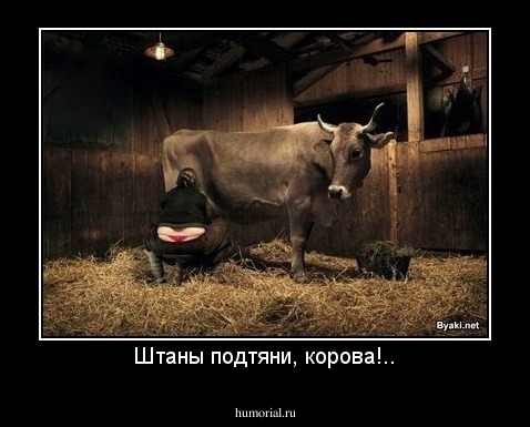 Штаны подтяни, корова!..