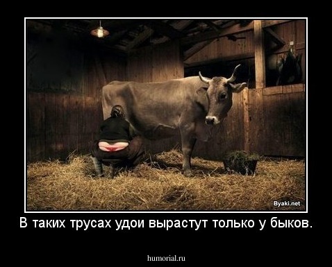 В таких трусах удои вырастут только у быков.