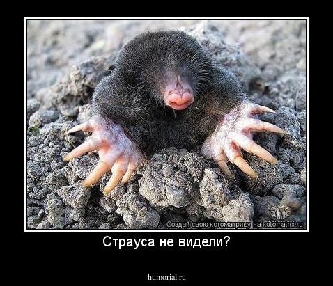 Страуса не видели?