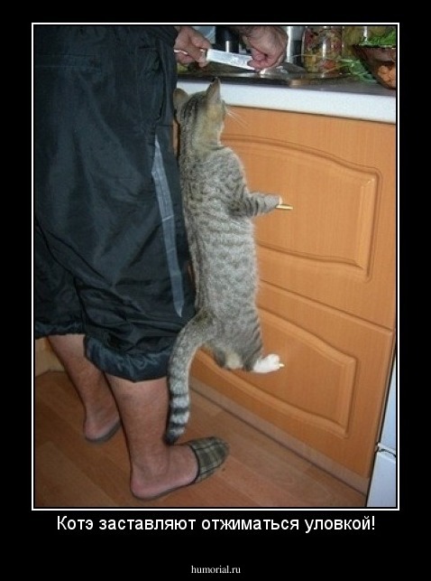 Котэ заставляют отжиматься уловкой!