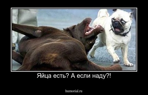 Яйца есть? А если наду?!