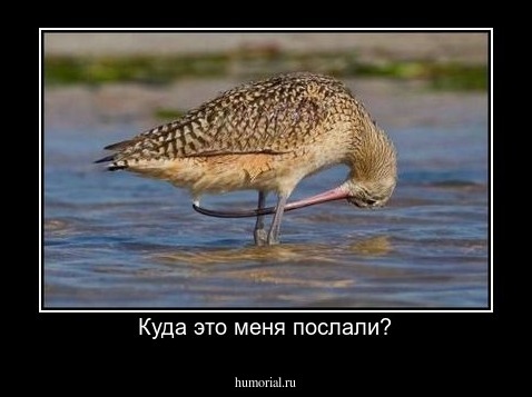 Куда это меня послали?