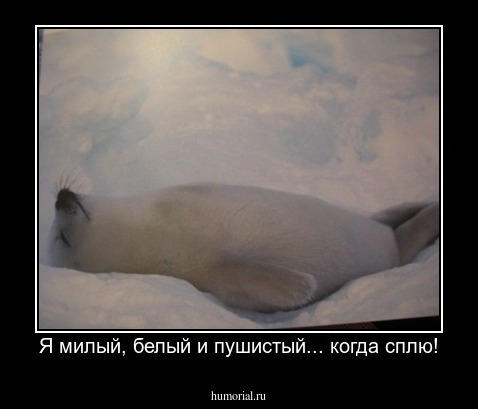 Я милый, белый и пушистый... когда сплю!