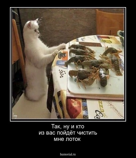 Так, ну и кто из вас пойдёт чистить мне лоток 