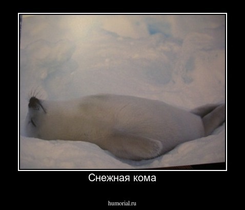 Снежная кома