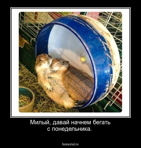 Милый, давай начнем бегать с понедельника.