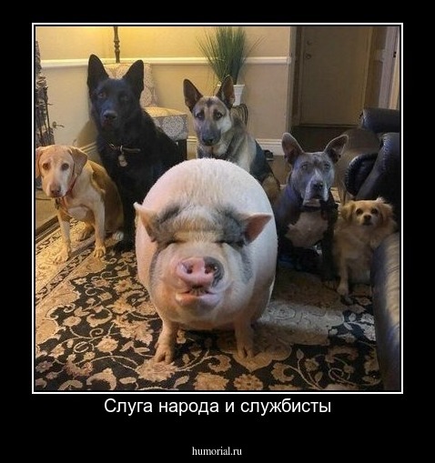Слуга народа и службисты