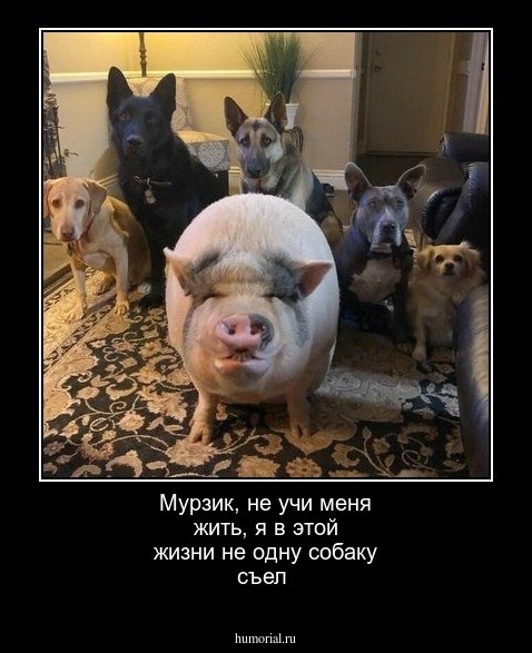 Мурзик, не  учи  меня жить,  я  в этой жизни  не одну  собаку съел