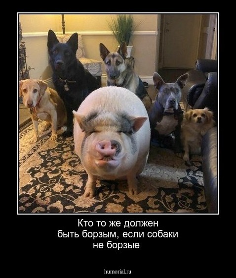 Кто то же должен быть борзым, если  собаки не борзые