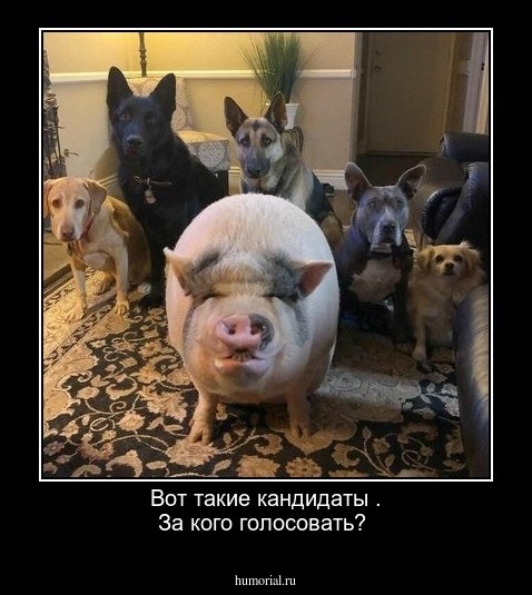Вот такие  кандидаты . За кого голосовать?