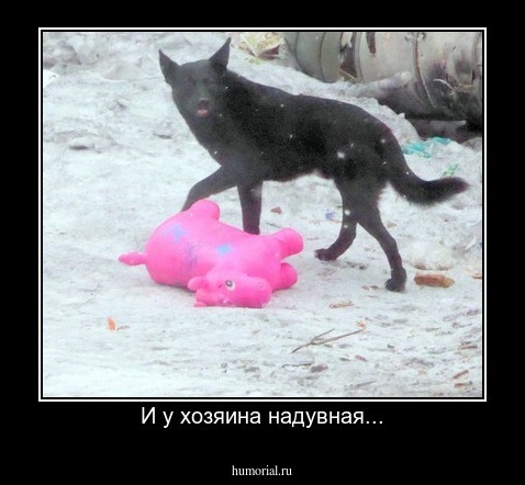 И у хозяина надувная...