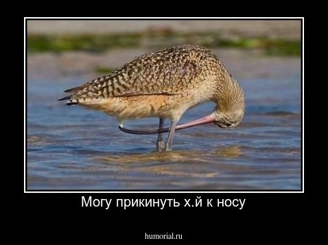 Могу прикинуть х.й к носу