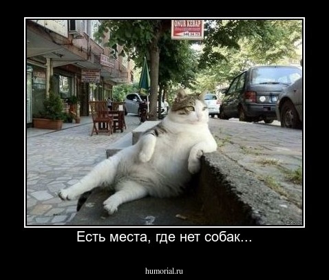 Есть места, где нет собак...