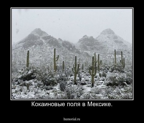Кокаиновые поля в Мексике.