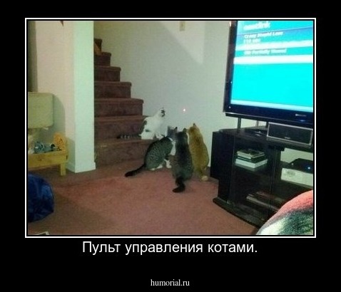 Пульт управления котами.