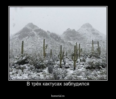 В трёх кактусах заблудился