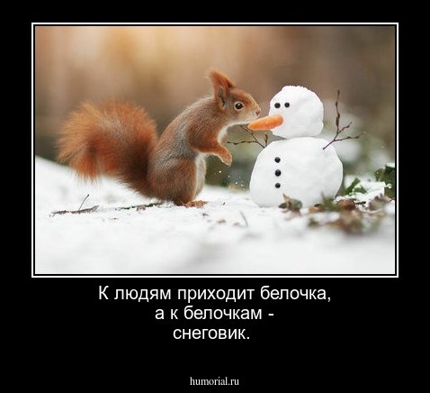 К людям приходит белочка, а к белочкам - снеговик.