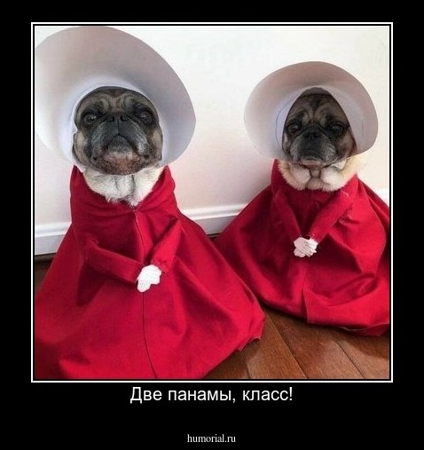 Две панамы, класс!