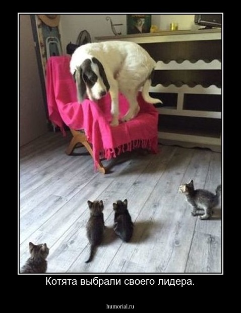 Котята выбрали своего лидера.