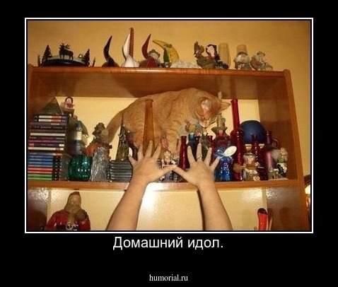 Домашний идол.
