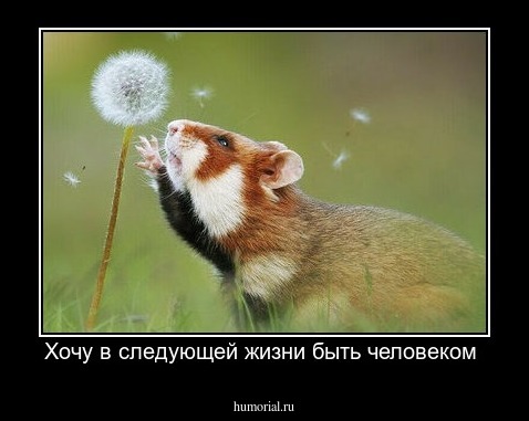Хочу в следующей жизни быть человеком 