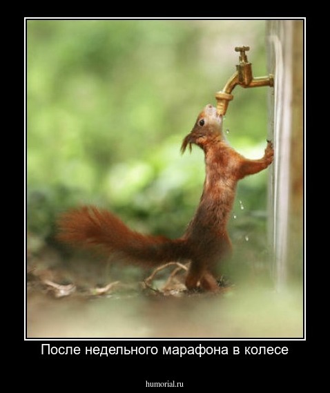 После недельного марафона в колесе