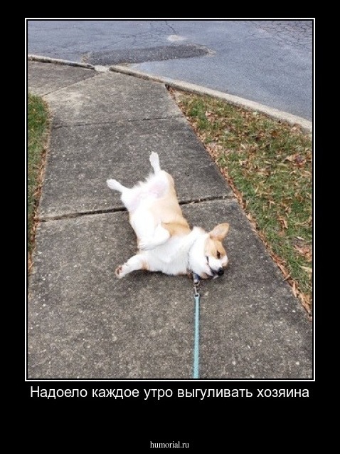 Надоело каждое утро выгуливать хозяина
