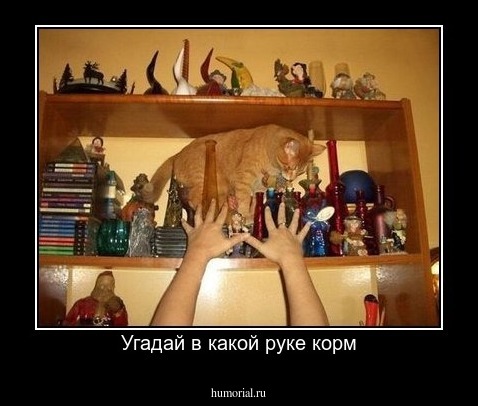 Угадай в какой руке корм