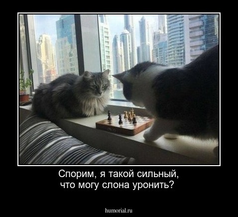 Спорим, я такой сильный, что могу слона уронить?