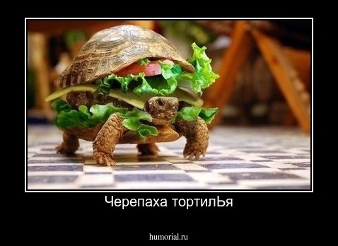 Черепаха тортилЬя