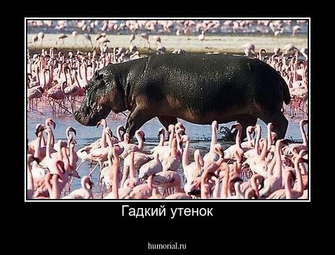 Гадкий утенок