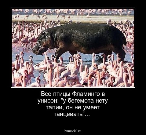 Все птицы Фламинго в унисон: "у бегемота нету талии, он не умеет танцевать"...
