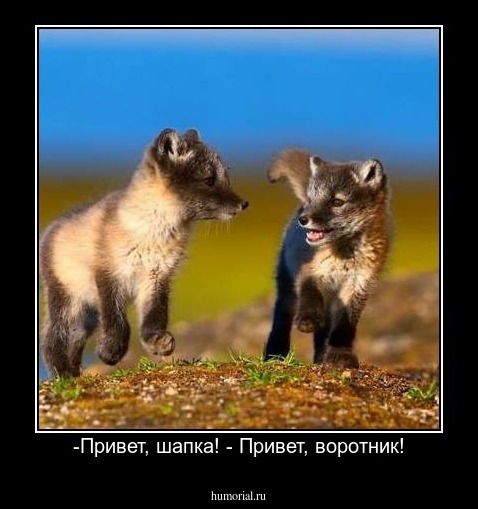 -Привет, шапка! - Привет, воротник!