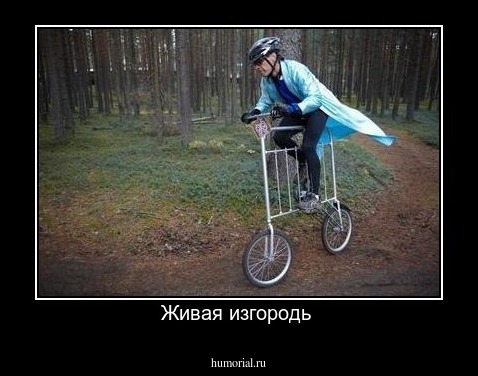 Живая изгородь 
