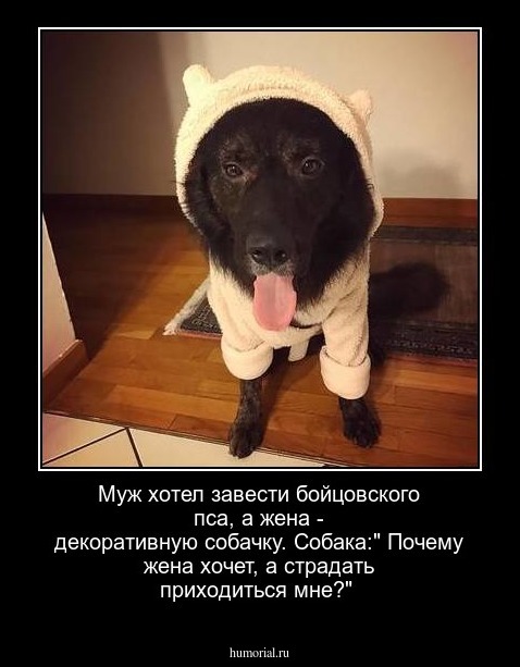 Муж хотел завести бойцовского пса, а жена - декоративную собачку. 
Собака:" Почему жена хочет, а страдать приходиться мне?"