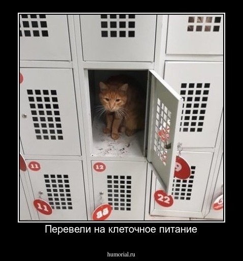 Перевели на клеточное питание