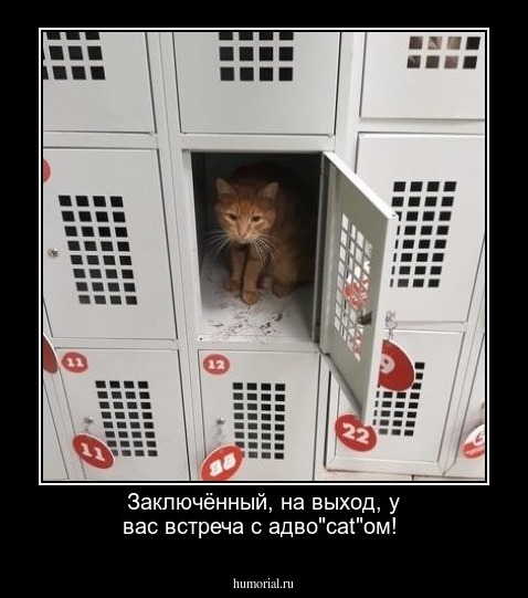 Заключённый, на выход, у вас встреча с адво"cat"ом!