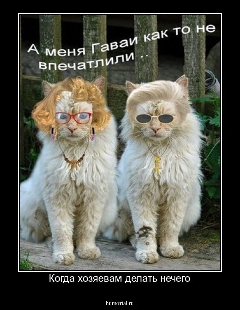 Когда хозяевам делать нечего