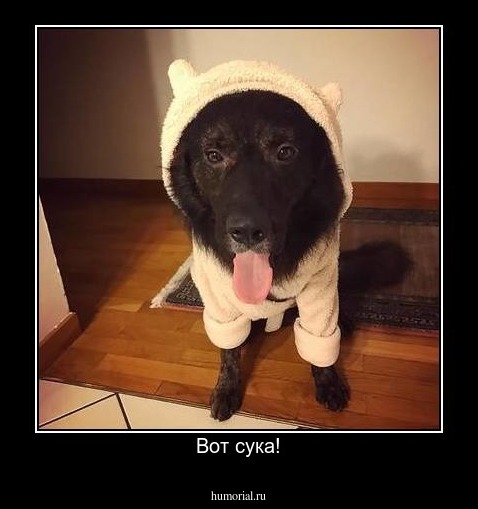 Вот сука!