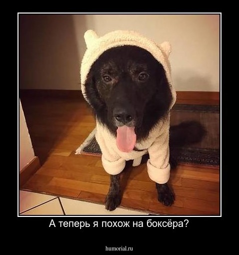 А теперь я похож на боксёра?