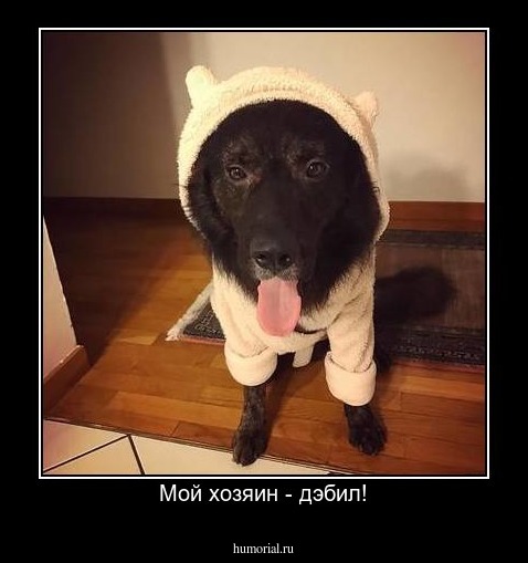 Мой хозяин - дэбил!