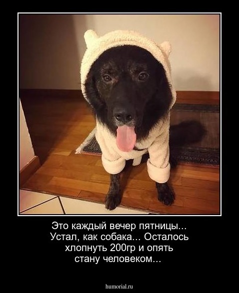 Это каждый вечер пятницы... Устал, как собака... Осталось хлопнуть 200гр и опять стану человеком... 