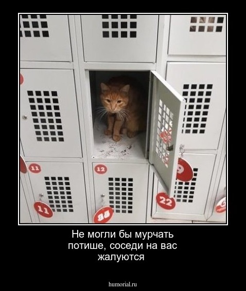 Не могли бы мурчать потише, соседи на вас жалуются