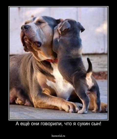 А ещё они говорили, что я сукин сын!